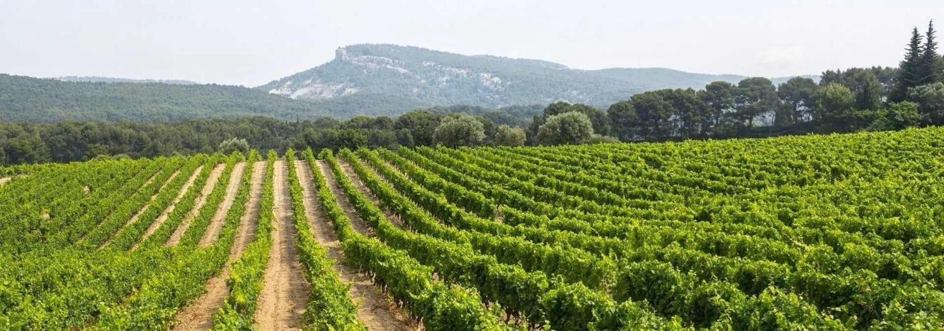 vigne du gard