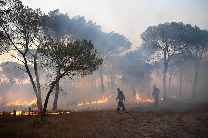 incendie de foret